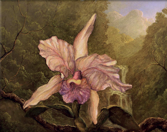 Orquídeas
amarillas